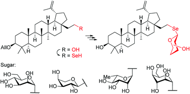 Graphical abstract: Synthesis of 28a-homoselenolupanes and 28a-homoselenolupane saponins