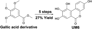 Graphical abstract: Synthesis of natural urolithin M6, a galloflavin mimetic, as a potential inhibitor of lactate dehydrogenase A