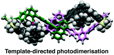 Graphical abstract: Remarkable acceleration of template-directed photodimerisation of 9-phenylethynylanthracene derivatives assisted by complementary salt bridge formation