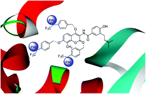 Graphical abstract: Synthesis and characterization of photoaffinity labelling reagents towards the Hsp90 C-terminal domain