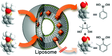 Graphical abstract: Lipid-membrane-incorporated arylboronate esters as agents for boron neutron capture therapy