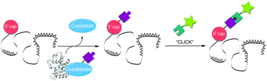 Graphical abstract: Chemo-enzymatic modification of eukaryotic mRNA