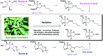 Graphical abstract: Total synthesis, structural elucidation and anti-inflammatory activity evaluation of 2-deoxy-3,6-anhydro hexofuranoside derivatives isolated from Sauropus rostratus