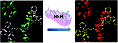 Graphical abstract: A mitochondria-targeting fluorescent probe for the selective detection of glutathione in living cells