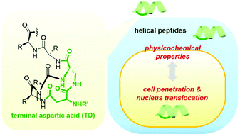 Graphical abstract: Improving cell penetration of helical peptides stabilized by N-terminal crosslinked aspartic acids