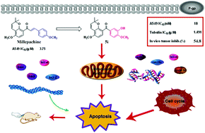 Graphical abstract: Synthesis, in vitro and in vivo evaluation of new hybrids of millepachine and phenstatin as potent tubulin polymerization inhibitors