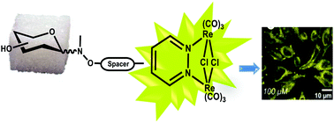 Graphical abstract: Glyco-functionalized dinuclear rhenium(i) complexes for cell imaging