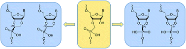 Graphical abstract: Tuning the hybridization properties of modified oligonucleotides: from flexible to conformationally constrained phosphonate internucleotide linkages