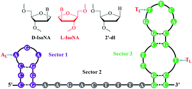 Graphical abstract: Chemical modification improves the stability of the DNA aptamer GBI-10 and its affinity towards tenascin-C