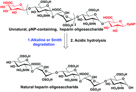 Graphical abstract: Chemoenzymatic synthesis of unmodified heparin oligosaccharides: cleavage of p-nitrophenyl glucuronide by alkaline and Smith degradation