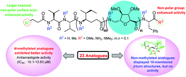 Graphical abstract: Synthesis, SAR and biological studies of sugar amino acid-based almiramide analogues: N-methylation leads the way