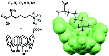 Graphical abstract: Selective recognition of the di/trimethylammonium motif by an artificial carboxycalixarene receptor