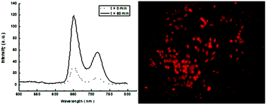 Graphical abstract: Isoindoline nitroxide-labeled porphyrins as potential fluorescence-suppressed spin probes