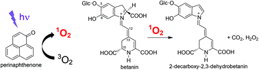 Graphical abstract: Chemical quenching of singlet oxygen by betanin