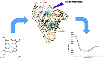 Graphical abstract: Experimental and computational characterization of photosensitized conformational effects mediated by protoporphyrin ligands on human serum albumin
