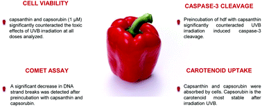 Graphical abstract: Carotenoids exclusively synthesized in red pepper (capsanthin and capsorubin) protect human dermal fibroblasts against UVB induced DNA damage