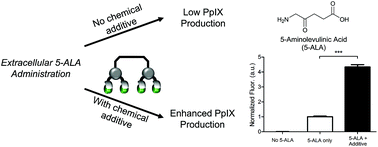 Graphical abstract: Small molecule additive enhances cell uptake of 5-aminolevulinic acid and conversion to protoporphyrin IX