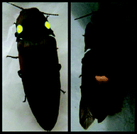 Graphical abstract: A new orange emitting luciferase from the Southern-Amazon Pyrophorus angustus (Coleoptera: Elateridae) click-beetle: structure and bioluminescence color relationship, evolutional and ecological considerations