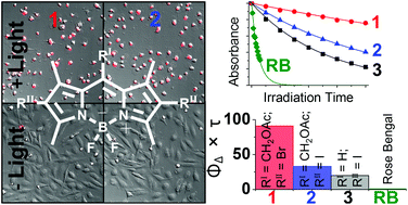 Graphical abstract: meso-Acetoxymethyl BODIPY dyes for photodynamic therapy: improved photostability of singlet oxygen photosensitizers