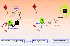 Graphical abstract: Peptide-substituted phthalocyanine photosensitizers: design, synthesis, photophysicochemical and photobiological studies