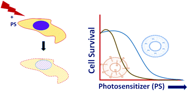 Graphical abstract: A novel photosensitizer: An l-glutamide lipid conjugate with improved properties for photodynamic therapy