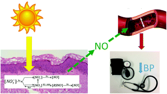 Graphical abstract: The health benefits of UV radiation exposure through vitamin D production or non-vitamin D pathways. Blood pressure and cardiovascular disease