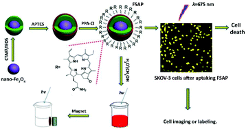 Graphical abstract: Magnetic iron oxide modified pyropheophorbide-a fluorescence nanoparticles as photosensitizers for photodynamic therapy against ovarian cancer (SKOV-3) cells