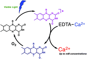 Graphical abstract: Visible light initiated release of calcium ions through photochemical electron transfer reactions