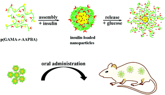 Graphical abstract: Phenylboronic acid-based amphiphilic glycopolymeric nanocarriers for in vivo insulin delivery