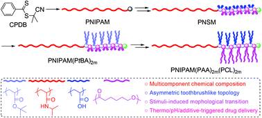 Graphical abstract: Synthesis and properties of stimuli-sensitive heterografted toothbrush-like terpolymers with a linear handle and two types of V-shaped grafts