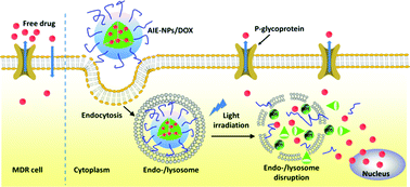 Graphical abstract: Light-responsive AIE nanoparticles with cytosolic drug release to overcome drug resistance in cancer cells