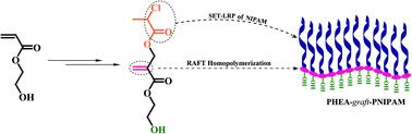 Graphical abstract: First double hydrophilic graft copolymer bearing a poly(2-hydroxylethyl acrylate) backbone synthesized by sequential RAFT polymerization and SET-LRP