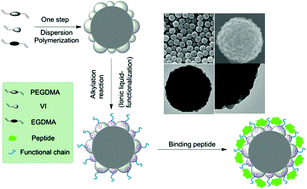 Graphical abstract: Preparation of highly cross-linked raspberry-like nano/microspheres and surface tailoring for controlled immunostimulating peptide adsorption