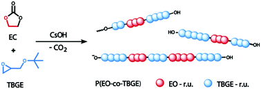Graphical abstract: Functional PEG building blocks via copolymerization of ethylene carbonate and tert-butyl glycidyl ether