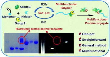 Graphical abstract: Fluorescent protein-reactive polymers via one-pot combination of the Ugi reaction and RAFT polymerization