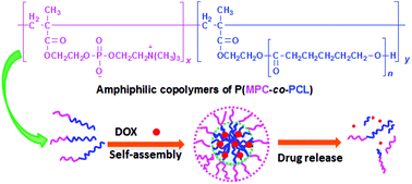 Graphical abstract: Self-assembled micelles prepared from amphiphilic copolymers bearing cell outer membrane phosphorylcholine zwitterions for a potential anti-phagocytic clearance carrier