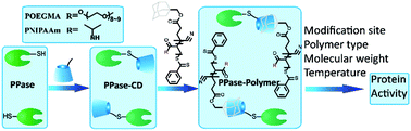 Graphical abstract: Protein–polymer conjugates prepared via host–guest interactions: effects of the conjugation site, polymer type and molecular weight on protein activity