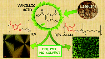 Graphical abstract: Advances in the synthesis of bio-based aromatic polyesters: novel copolymers derived from vanillic acid and ε-caprolactone