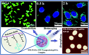 Graphical abstract: Functionalized PGMA nanoparticles with aggregation-induced emission characteristics for gene delivery systems