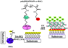 Graphical abstract: A strategy for constructing anti-adhesion surfaces based on interfacial thiol–ene photoclick chemistry between DOPA derivatives with a catechol anchor group and zwitterionic betaine macromolecules