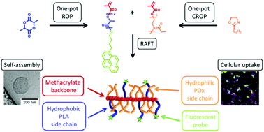 Graphical abstract: Fluorescent amphiphilic heterografted comb polymers comprising biocompatible PLA and PEtOx side chains