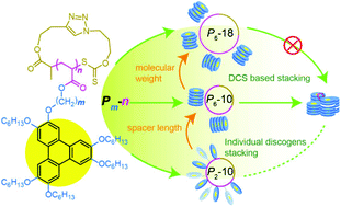 Graphical abstract: Cyclic polymers with pendant triphenylene discogens: convenient synthesis and topological effect on thermotropic liquid crystal behavior and fluorescence enhancement