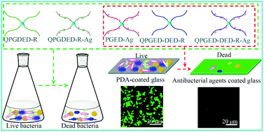 Graphical abstract: Multiple types of hydroxyl-rich cationic derivatives of PGMA for broad-spectrum antibacterial and antifouling coatings