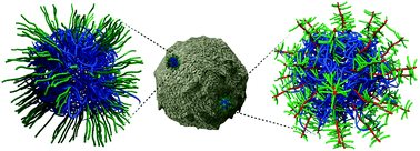 Graphical abstract: Tuning the properties of pH responsive nanoparticles to control cellular interactions in vitro and ex vivo