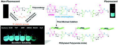 Graphical abstract: Thiolactone-maleimide: a functional monomer to synthesize fluorescent aliphatic poly(amide-imide) with excellent solubility via in situ PEGylation