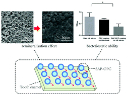 Graphical abstract: Effective in situ repair and bacteriostatic material of tooth enamel based on salivary acquired pellicle inspired oligomeric procyanidins