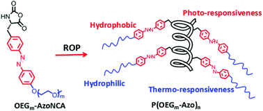 Graphical abstract: Synthesis and multimodal responsiveness of poly(α-amino acid)s bearing OEGylated azobenzene side-chains