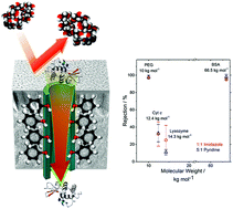 Graphical abstract: Artificial membranes with selective nanochannels for protein transport