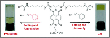 Graphical abstract: A remarkable impact of a minor structural variation in the chain-end on the hierarchical self-assembly of a polymeric foldamer