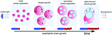 Graphical abstract: Direct optical observations of vesicular self-assembly in large-scale polymeric structures during photocontrolled biphasic polymerization